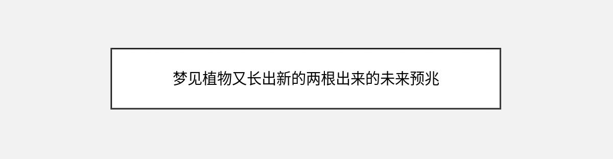 梦见植物又长出新的两根出来的未来预兆